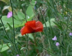 Foto einer Mohnblume