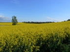 Foto eines Rapsfeldes